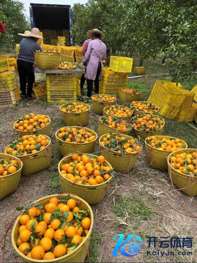 ▲采收贡柑后，工东谈主们正在分拣、装车。商家供图