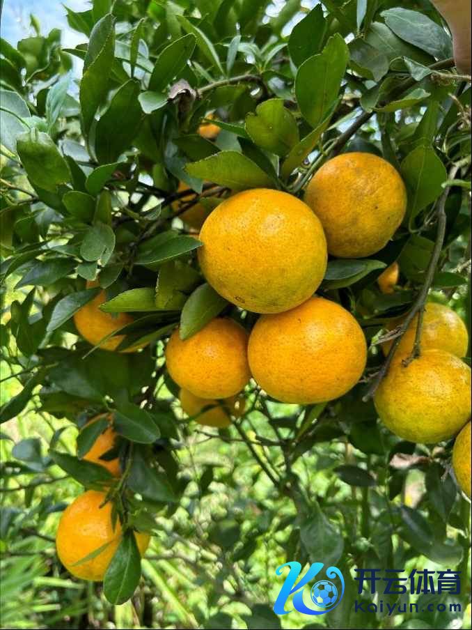 ▲12月，德庆贡柑偶合采收时节。商家供图